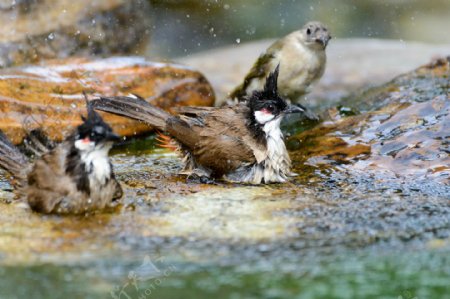 水中的三只野生鸟图片