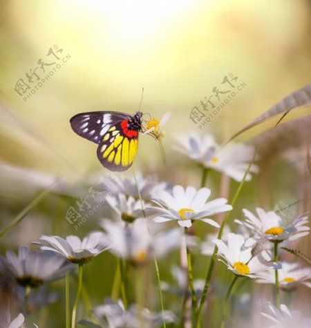 花朵上的美丽蝴蝶图片