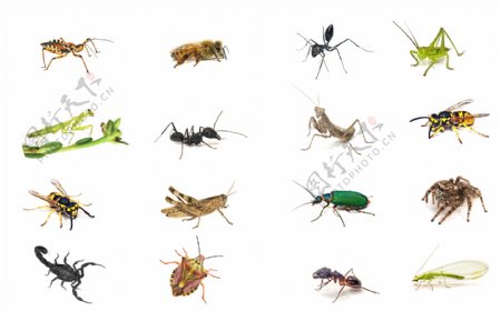各种昆虫动物图片