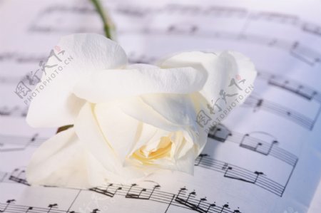 白色玫瑰花与乐谱图片
