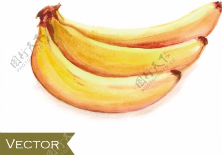 美味黄色香蕉矢量素材图片