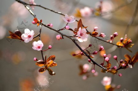 春天桃花背景图片