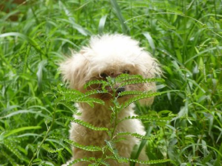 坐棕色植物绿色婴儿小狗贵宾犬贝拉