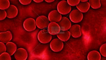 显微镜下的血红细胞