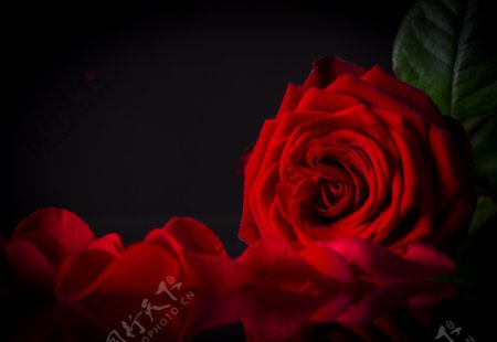 红色玫瑰花和花瓣图片