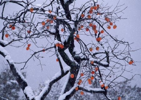 户外树枝的积雪图片