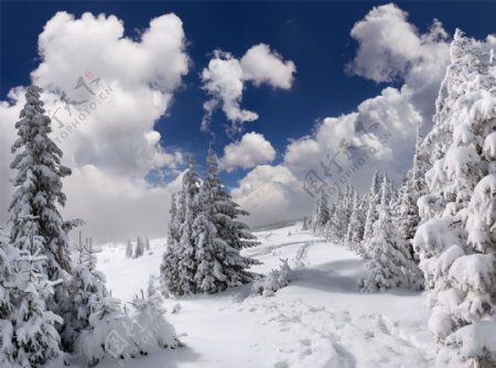 美丽的雪地和松树图片
