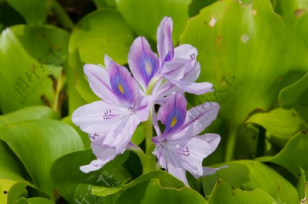盛开的紫色花朵绿叶图片