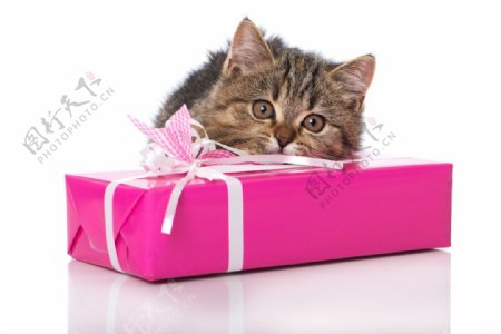 收到礼物盒的小猫图片