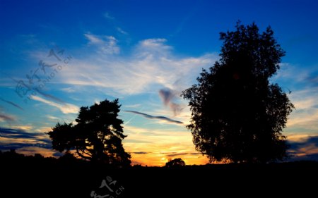 黄昏时天空下的树木剪影图片