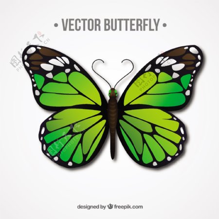 绿色现实的蝴蝶