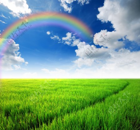 田地上的彩虹图片