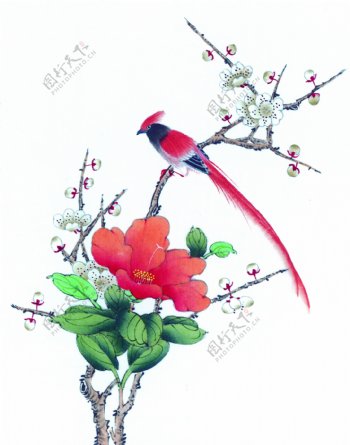 国画红花与小鸟图片