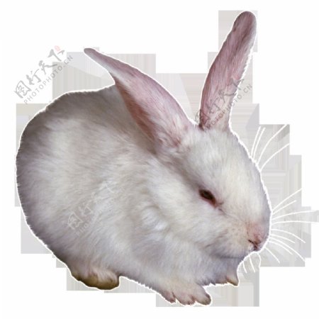 高清唯美兔兔静态素材