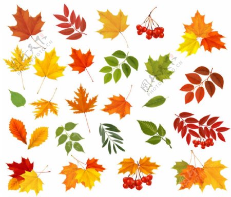 各种秋天的树叶矢量素材