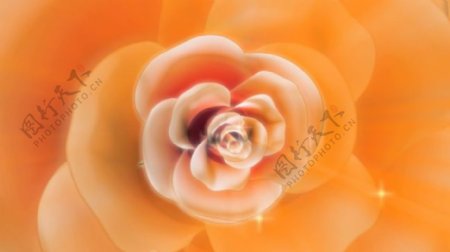 玫瑰花卉彩色视频背景