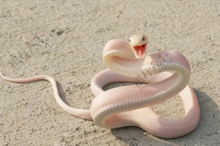 粉红色的蛇