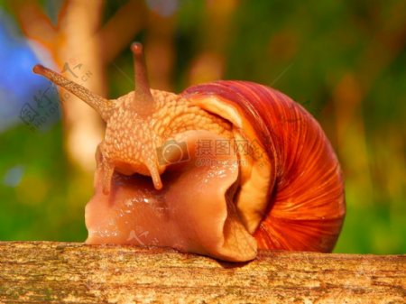 罗马蜗牛蜗牛