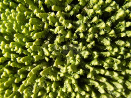 生长的绿色苔藓