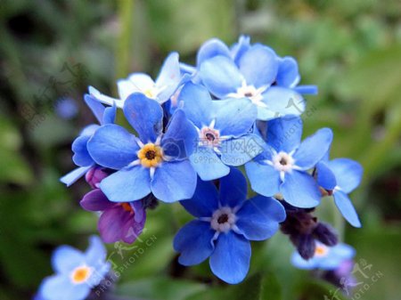 盛开的蓝色花朵