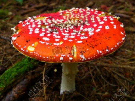 红颜色的蘑菇