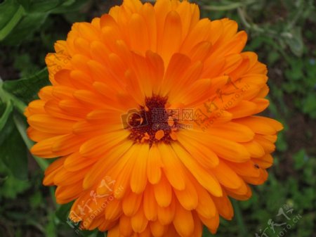橙颜色的花朵
