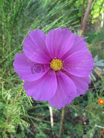 草丛中的紫色花朵