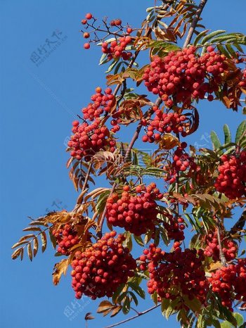 树枝上的红色果实