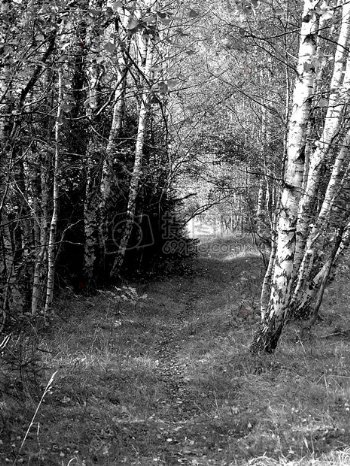 森林里的小路