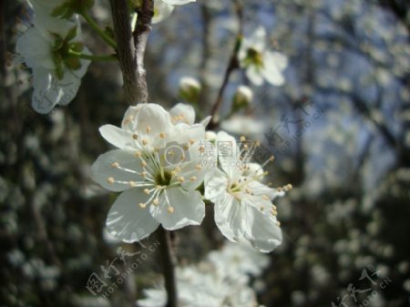 春天里开满梨花的果园