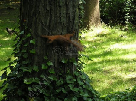 森林里树木上觅食的松鼠