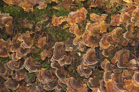 树皮上的干蘑菇