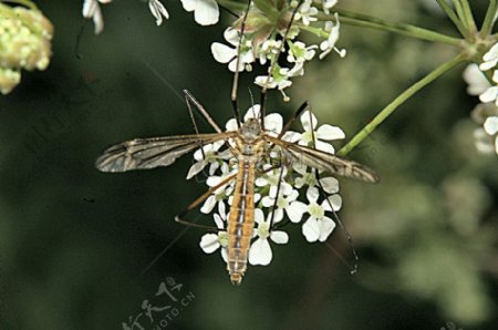 蜻蜓在白花上
