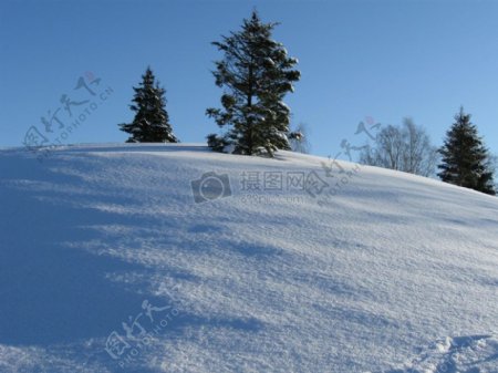 冬天里的杉木和雪地