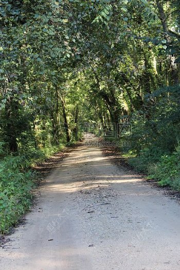 树林里的小路