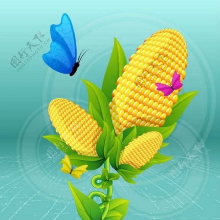 黄色玉米背景图