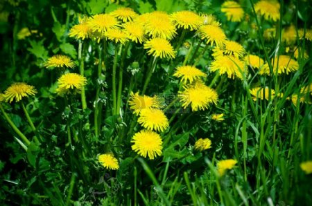 MORGdandelions.jpg