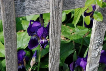 栅栏内盛开的紫花