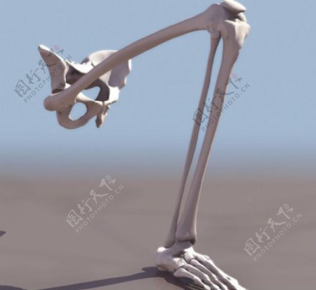 3D腿骨模型素材