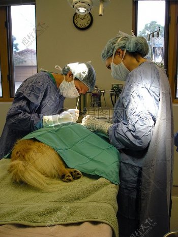 宠物手术1