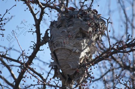 树上的蜜蜂巢