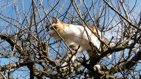 站在树枝上的猫