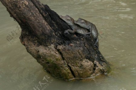 木头上的小鳄鱼