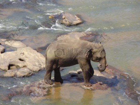 河水里的大象