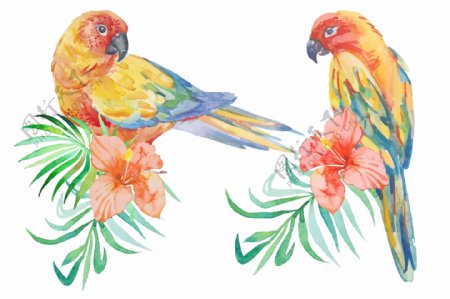 水彩绘鹦鹉和花朵