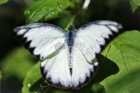 白色的小蝴蝶