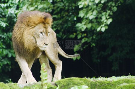 草地上的狮子