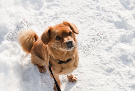 雪地上的小狗