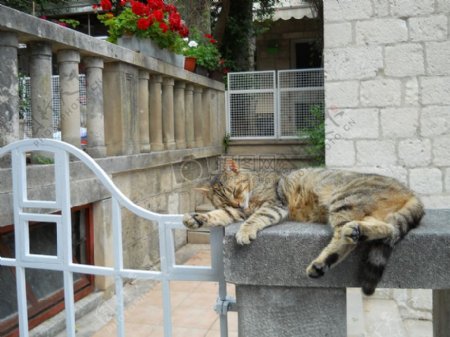 石凳上趴着的猫咪