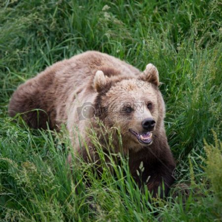 愤怒的布朗熊在草丛中